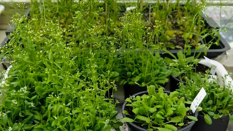 Cultivo de Arabidopsis thaliana para el estudio de la genética molecular de plantas