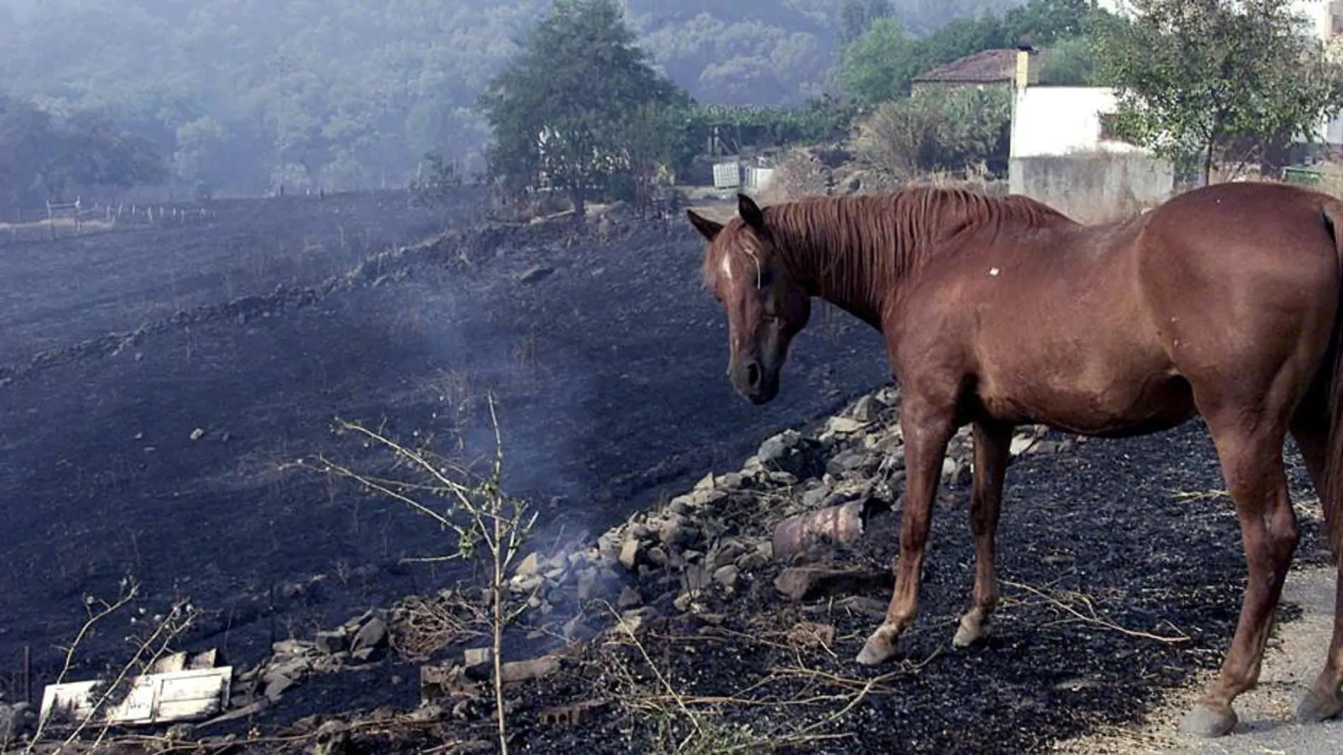 Más de 30.000 hectáreas ardieron en aquel fatídico 2004.