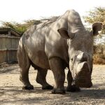 Fotografía facilitada por el zoo de Dvur Králové del rinoceronte blanco del norte bautizado Sudán que la última esperanza de supervivencia para esta subespecie.