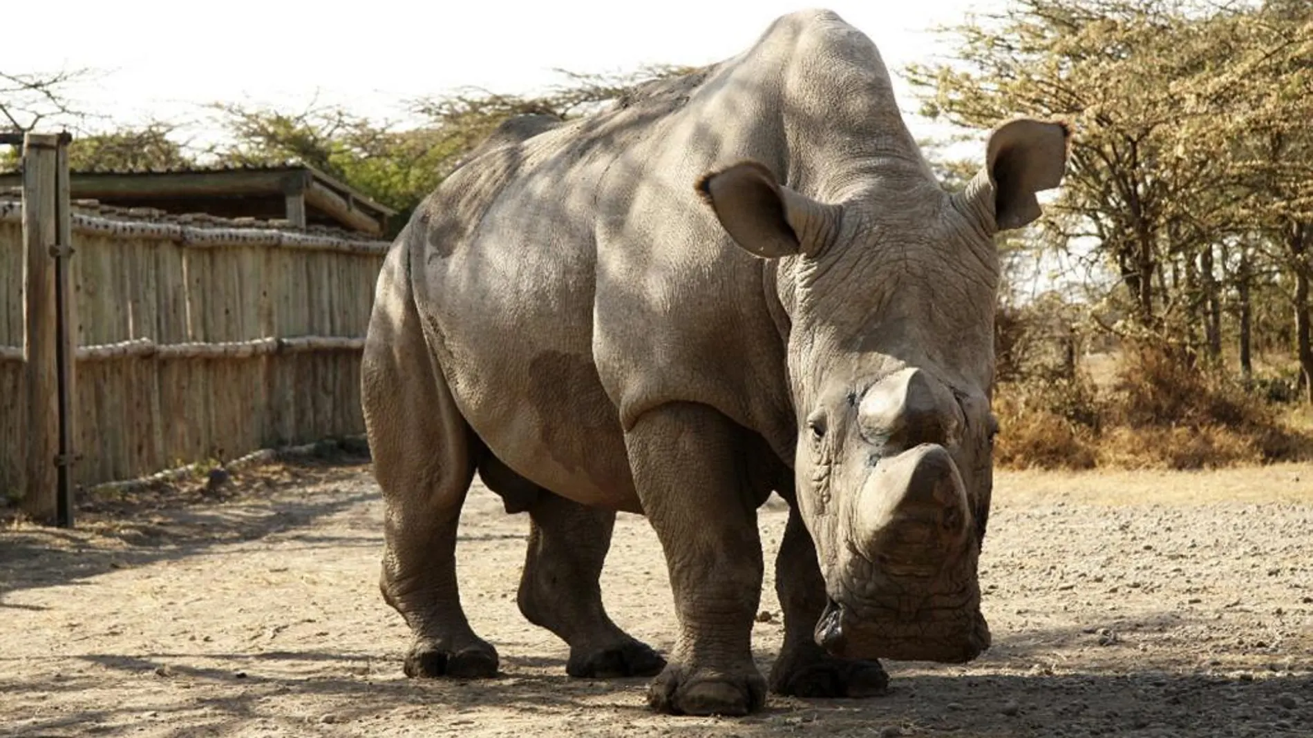 Fotografía facilitada por el zoo de Dvur Králové del rinoceronte blanco del norte bautizado Sudán que la última esperanza de supervivencia para esta subespecie.