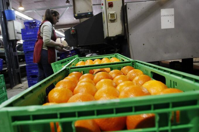 Un cooperativa de naranjas, en Valencia