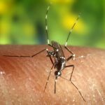Los mosquitos hembra del género Anopheles son los que trasmiten la malaria.