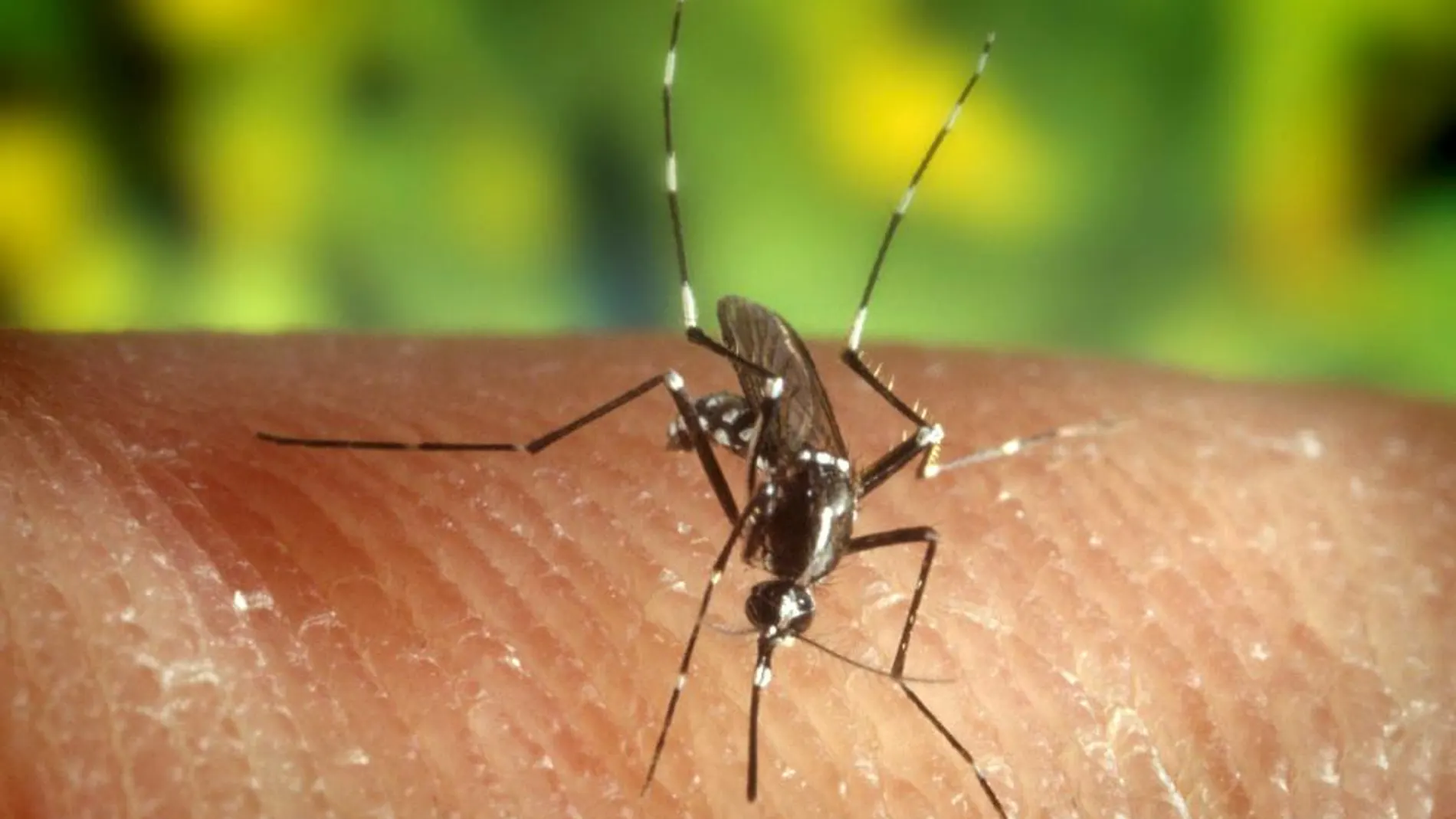 Los mosquitos hembra del género Anopheles son los que trasmiten la malaria.