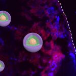 La nanomedicina (en rojo) con el tamaño óptimo muestra una retención del tejido tumoral más alta (en azul).
