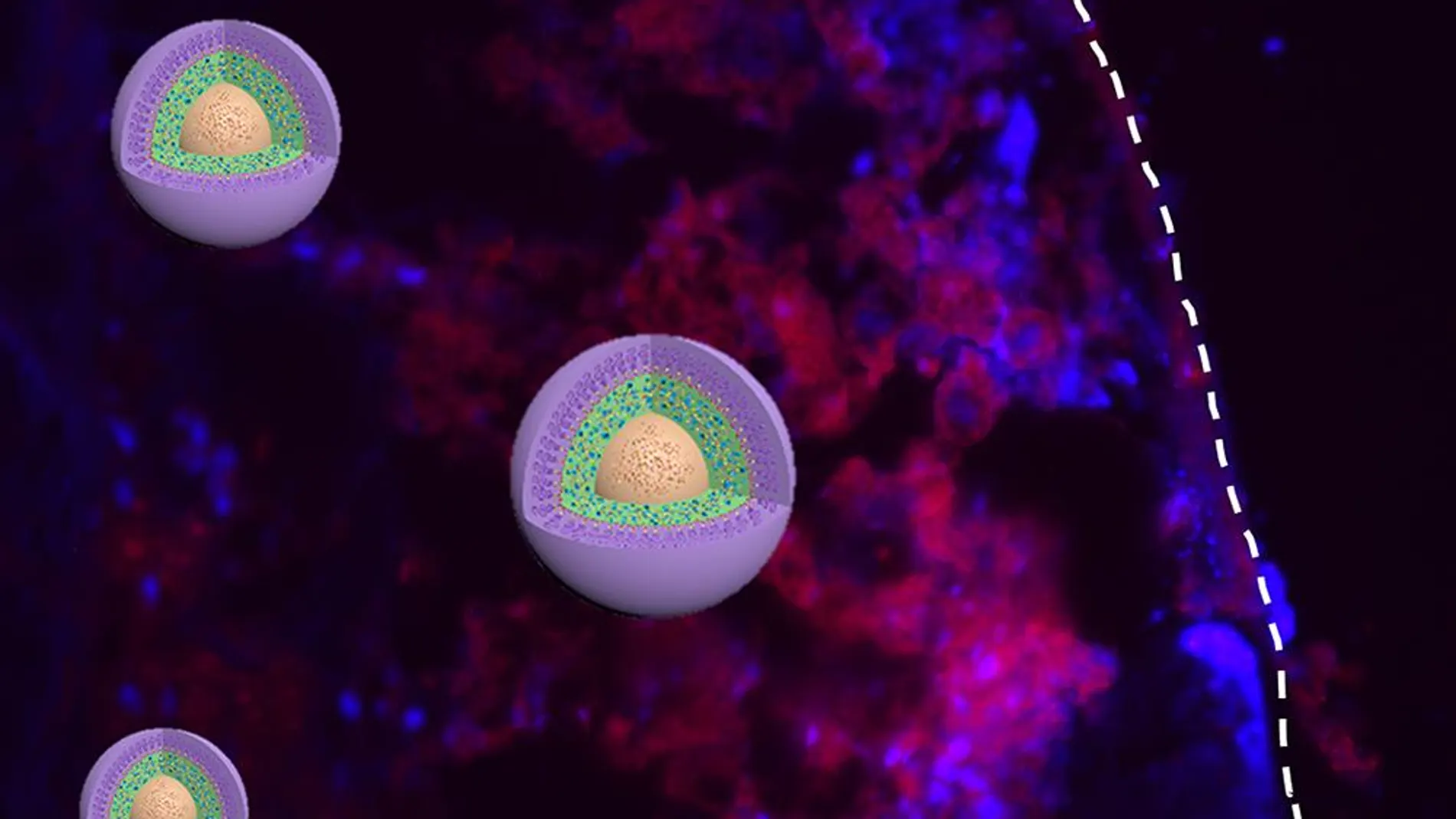 La nanomedicina (en rojo) con el tamaño óptimo muestra una retención del tejido tumoral más alta (en azul).
