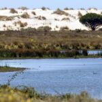El espacio natural de Doñana. Fuente: EFE