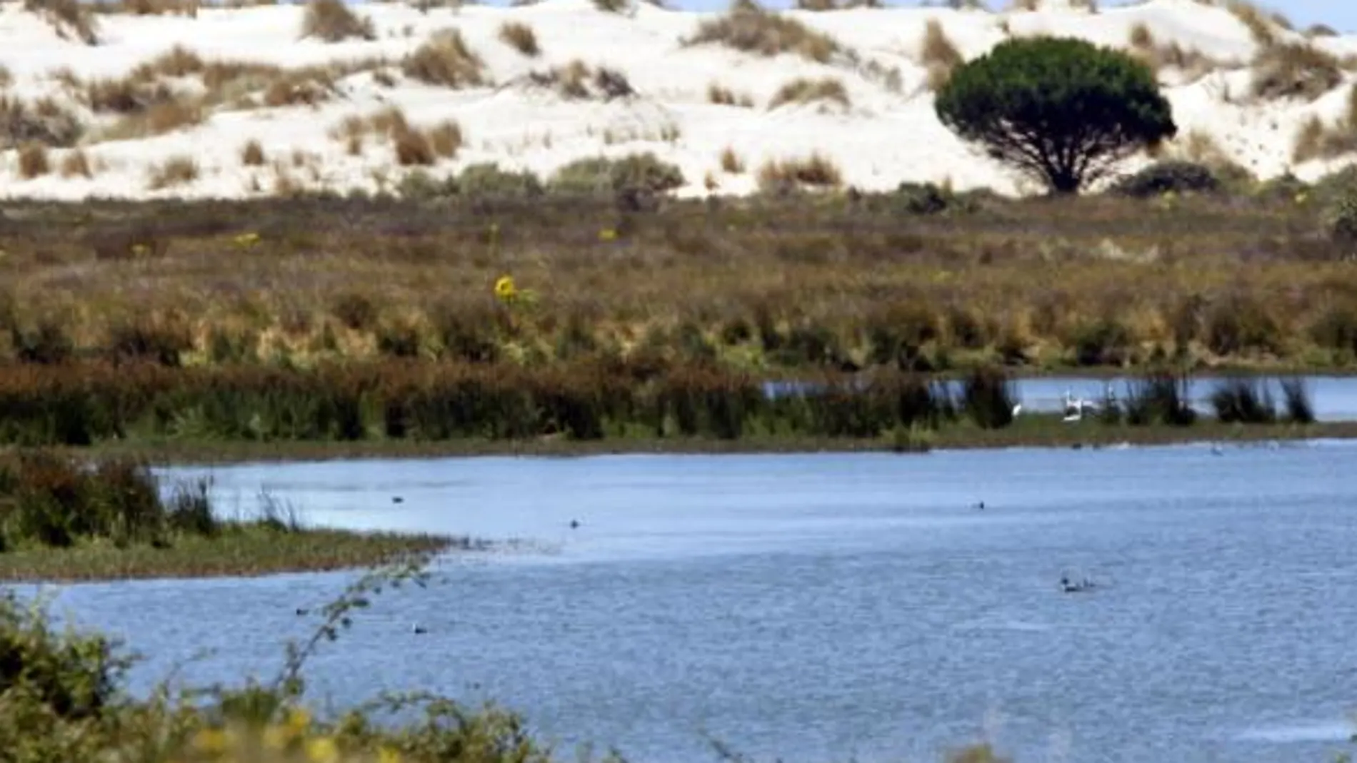 El espacio natural de Doñana. Fuente: EFE