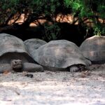 Un grupo de tortugas gigantes de las islas de los Galápagos
