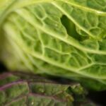 La dieta verde como seguro de vida