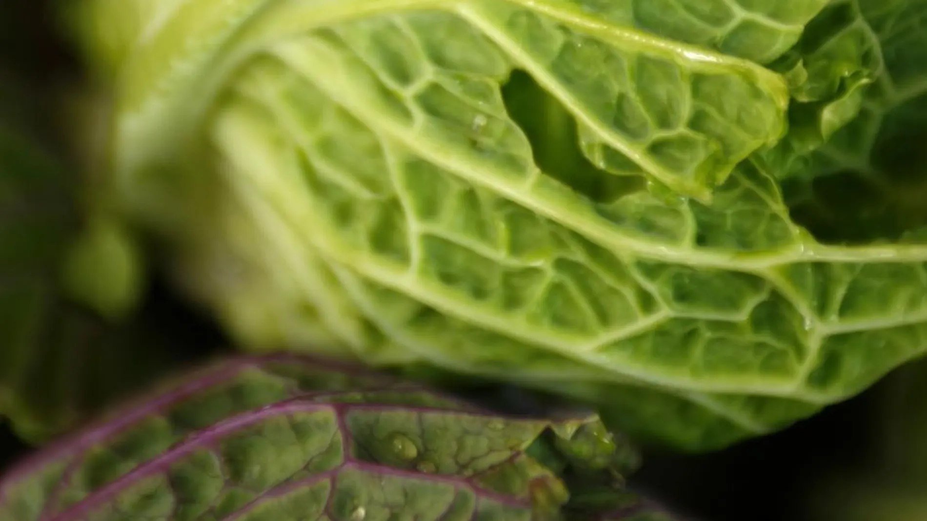 La dieta verde como seguro de vida