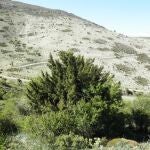 Un tejo de Sierra Arana