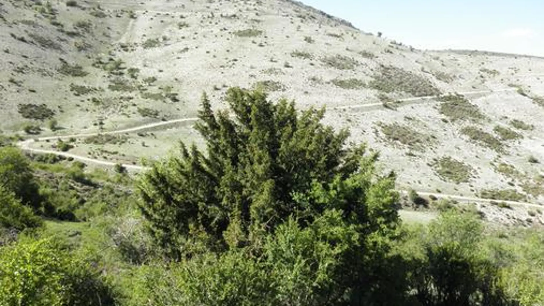 Un tejo de Sierra Arana