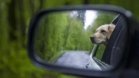 Los cinco imprescindibles para salir de vacaciones con tu mascota