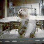Los primates suelen emplearse para test de drogas y toxicidad