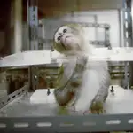  Los grandes simios, libres de experimentación