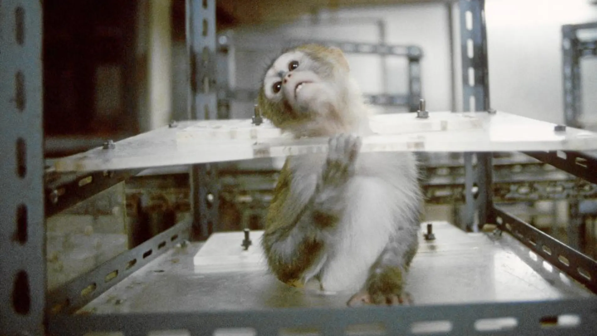 Los primates suelen emplearse para test de drogas y toxicidad