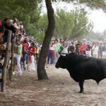 El toro "Elegido"durante el Torneo del Toro de la Vega que se ha celebrado en Tordesillas