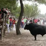 El toro &quot;Elegido&quot;durante el Torneo del Toro de la Vega que se ha celebrado en Tordesillas