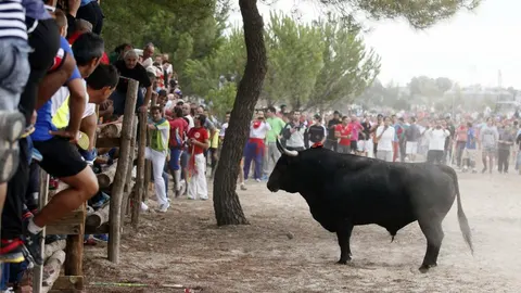 El toro "Elegido"durante el Torneo del Toro de la Vega que se ha celebrado en Tordesillas