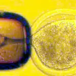  La protección del embrión, «un reto histórico»