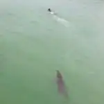  Un niño logra escapar nadando del cocodrilo que le perseguía
