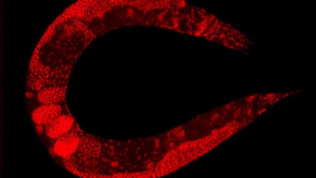 El nematodo C. elegans comparte el 70% de su ADN con los seres humanos y ha servido como modelo para estudiar los efectos de la microgravedad en la epigenómica.