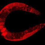 El nematodo C. elegans comparte el 70% de su ADN con los seres humanos y ha servido como modelo para estudiar los efectos de la microgravedad en la epigenómica.