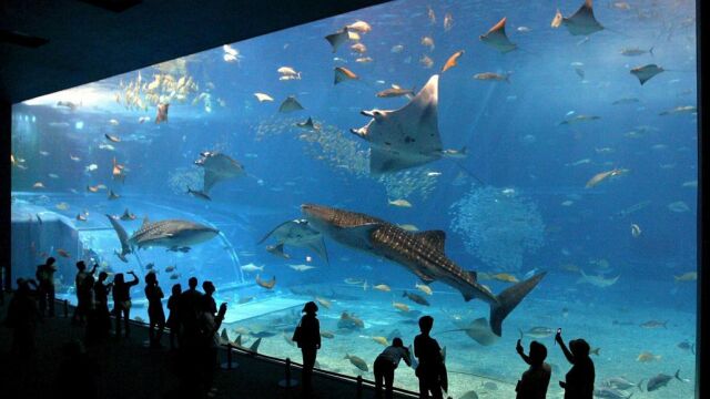 Acuario en la ciudad japonesa de Motobu