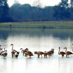 Vista de un grupo de flamencos en el Espacio Natural de Doñana, en Huelva