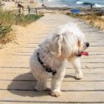 Un perro en una de las playas españolas que no tienen vetada su entrada