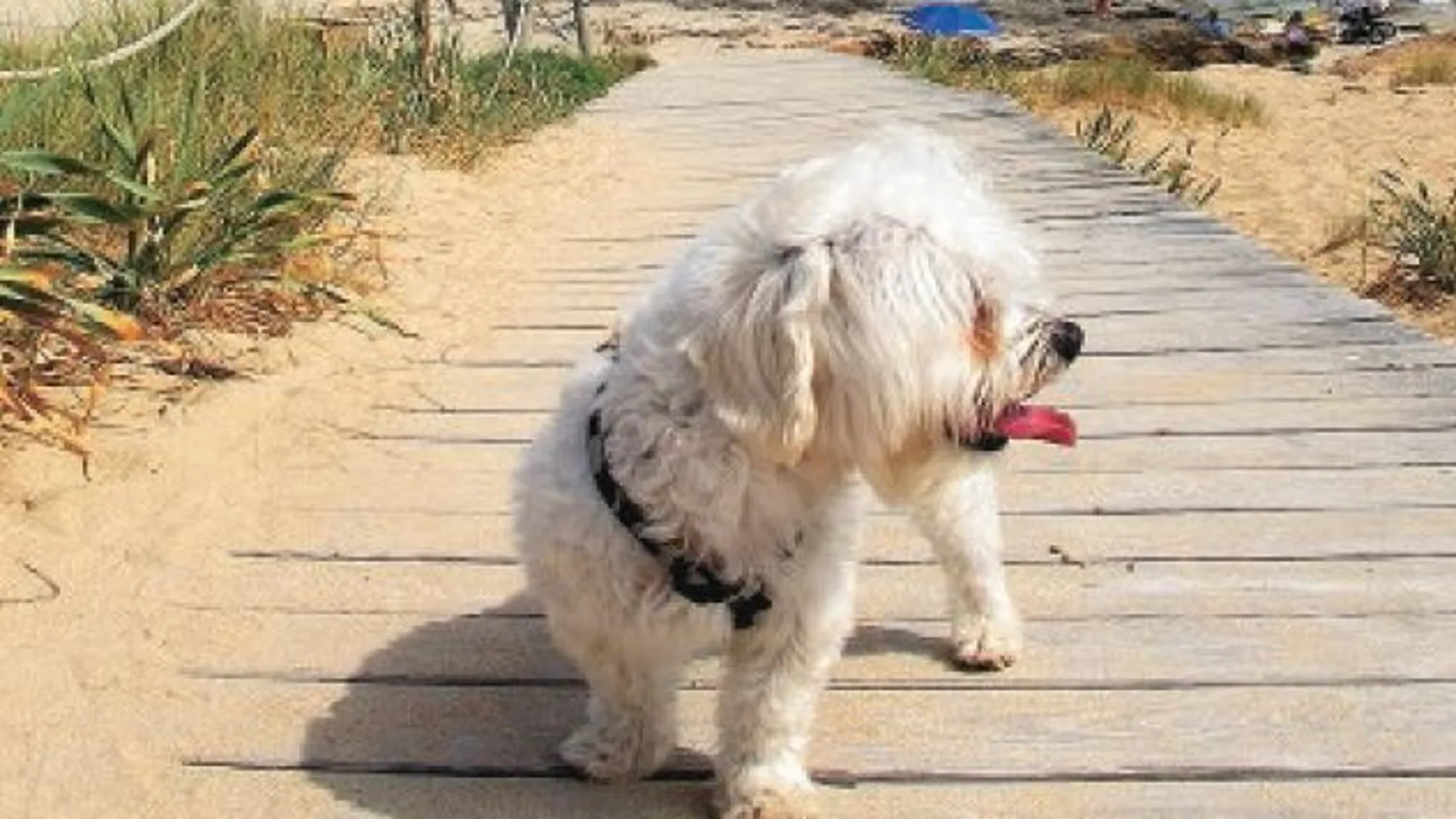 Un perro en una de las playas españolas que no tienen vetada su entrada
