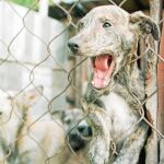 La crisis dispara el abandono de perros