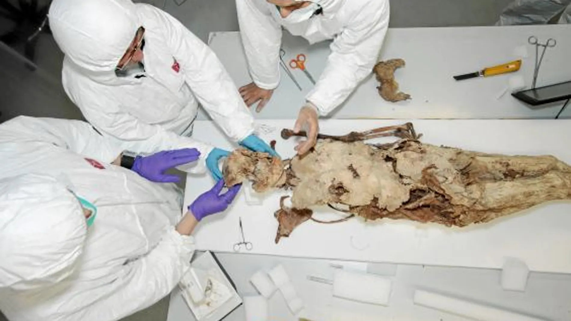 Los investigadores han analizado el cuerpo encontrado en la tumba de Jaime II y han certificado prácticamente al 100 por 100 que se trata de Blanca de Anjou