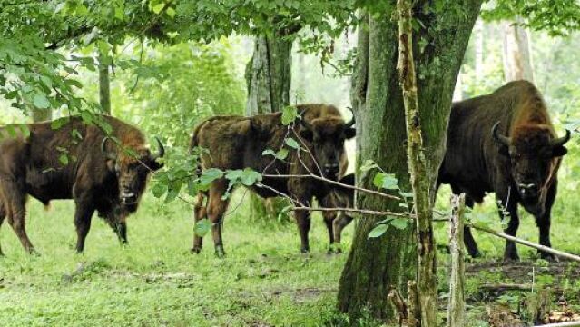 Reserva del Bisonte Europeo de San Cebrián de Mudá