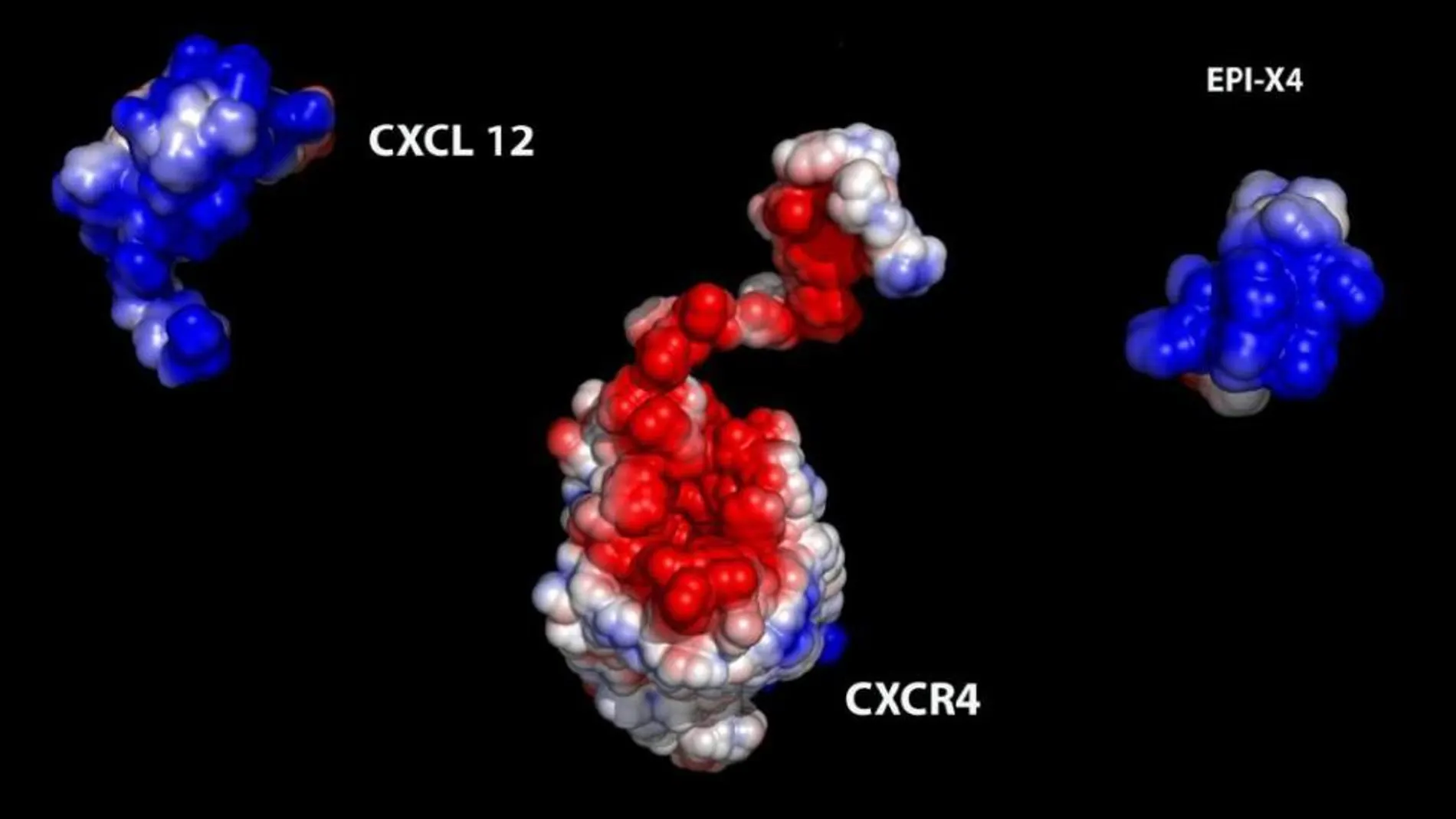 Descubren la estructura atómica de una proteína que inhibe el desarrollo del sida
