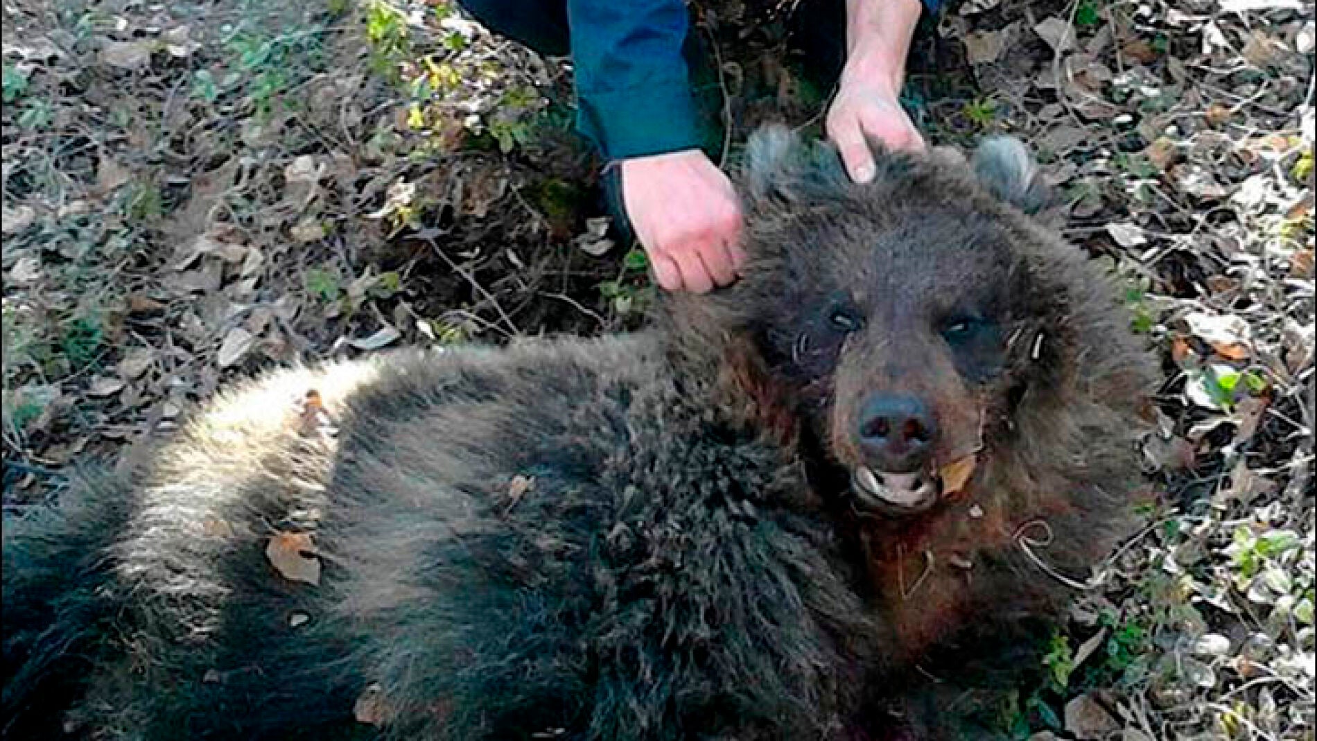 Una Mujer Sobrevive Al Brutal Ataque De Un Oso, Que La Enterró Viva