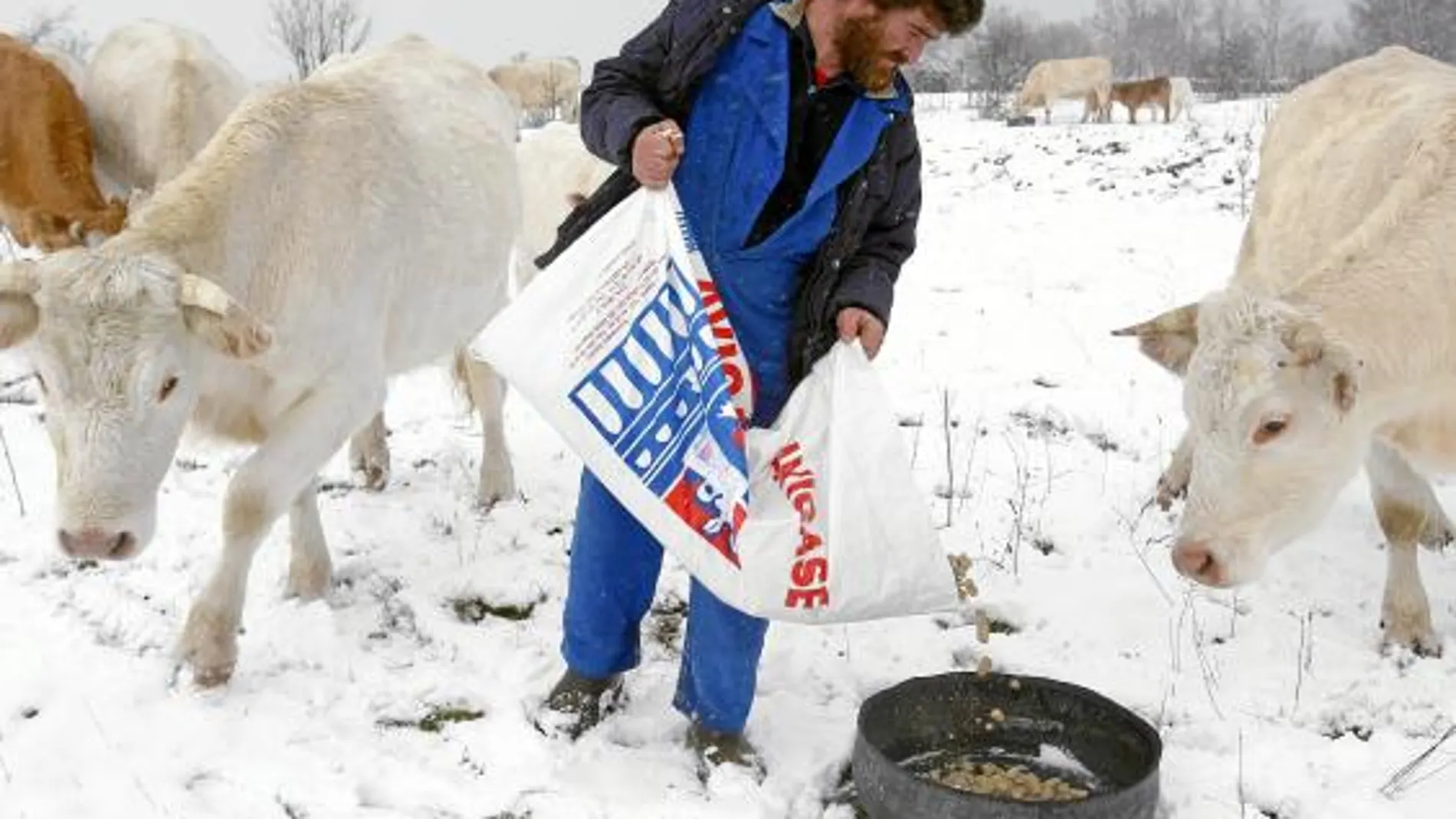Un ganadero deposita un saco de pienso para alimentar a su vacada