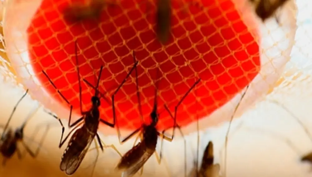 El mosquito Aedes aegypt vector del dengue