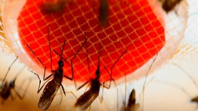 El mosquito Aedes aegypt vector del dengue