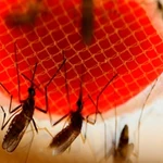 El mosquito Aedes aegypt vector del dengue