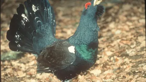 Un urogallo