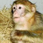 Noa aún es un bebé y está recuperándose de sus heridas en un centro especializado en primates, donde empieza a socializarse