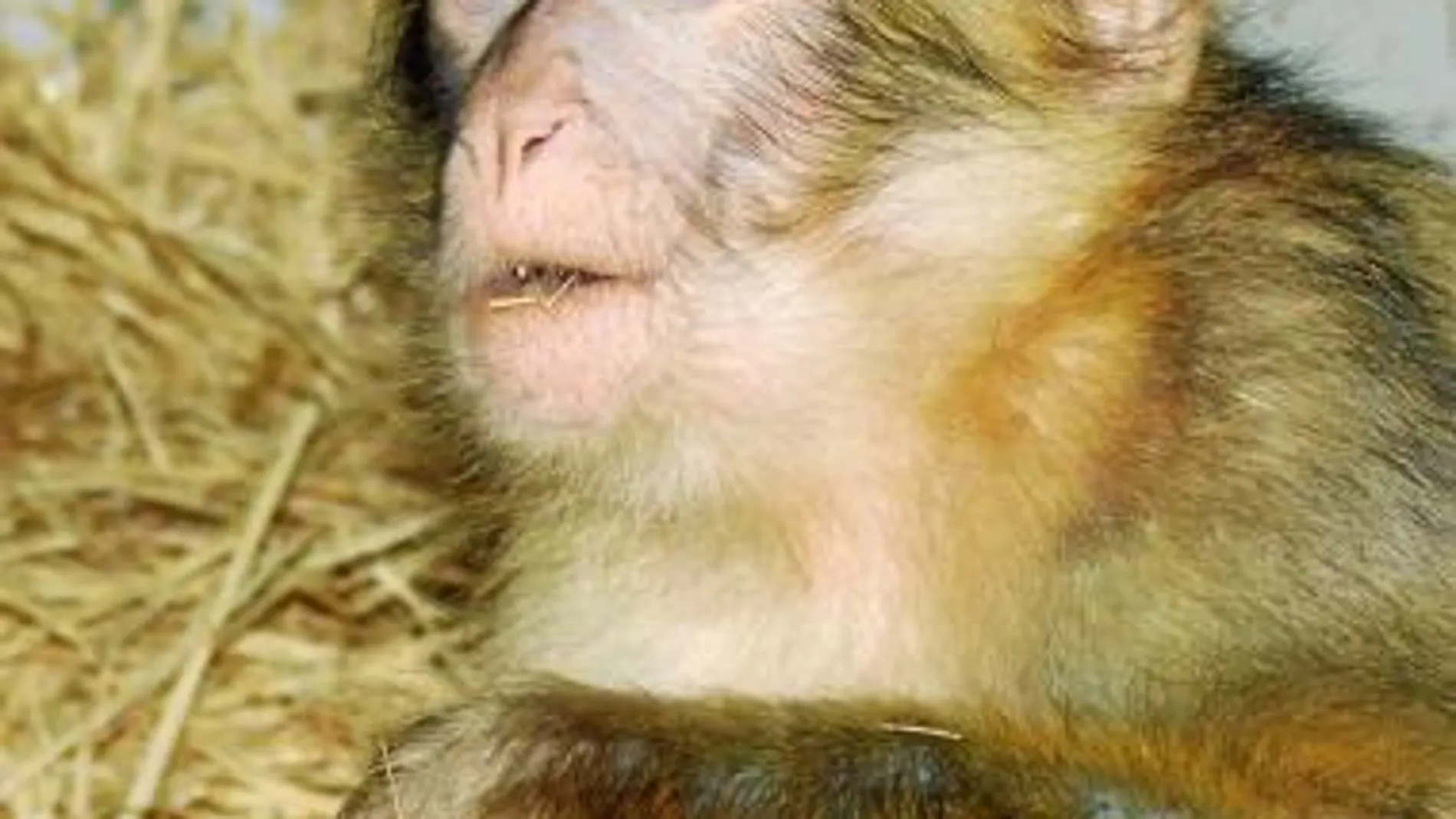 Noa aún es un bebé y está recuperándose de sus heridas en un centro especializado en primates, donde empieza a socializarse