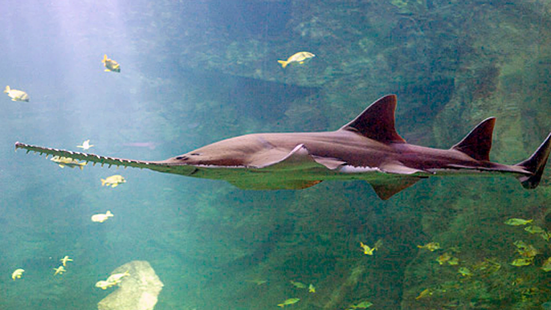 Imagen de archivo de un pez sierra