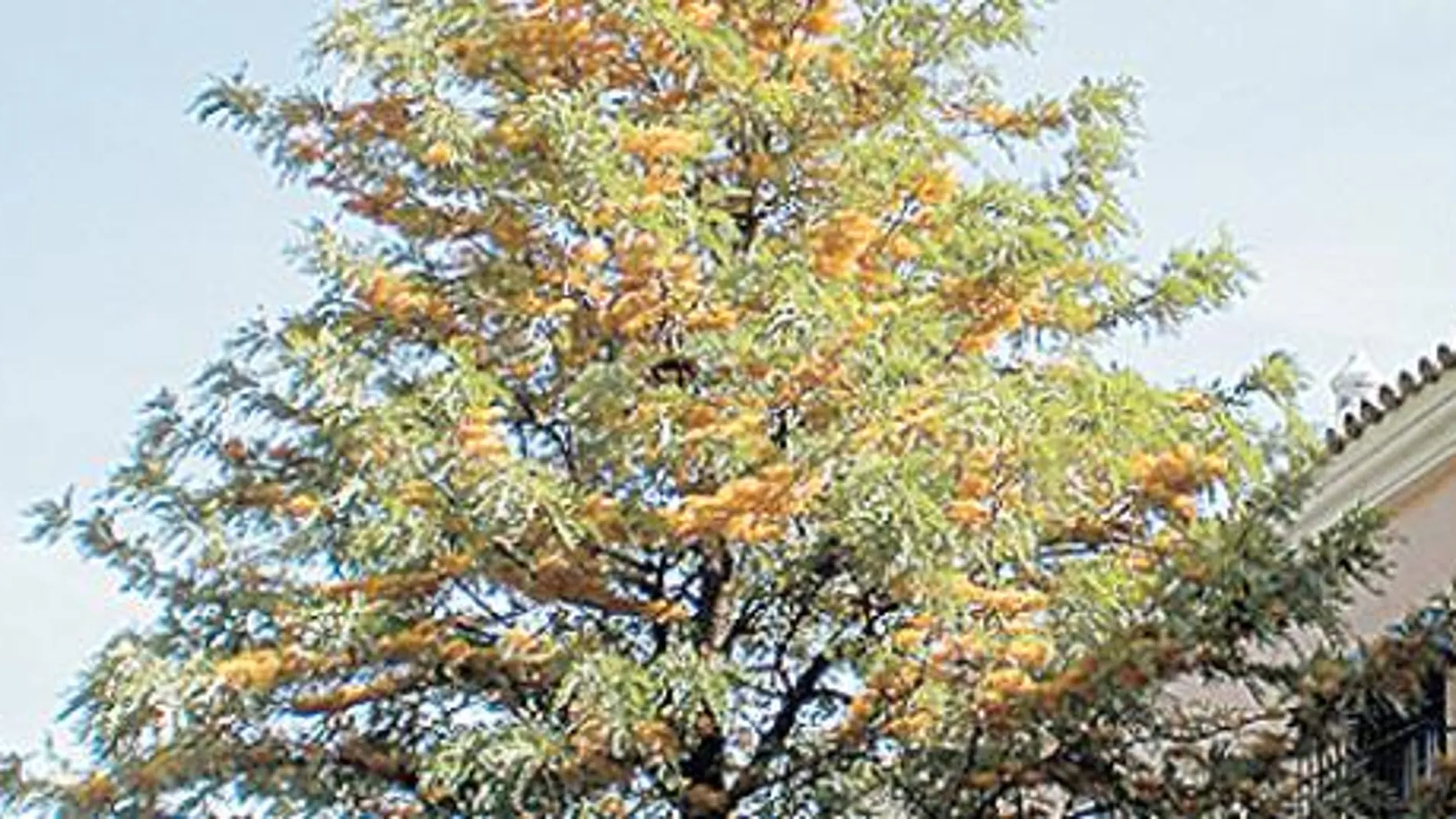 El pino de oro por Rafael Ceballos