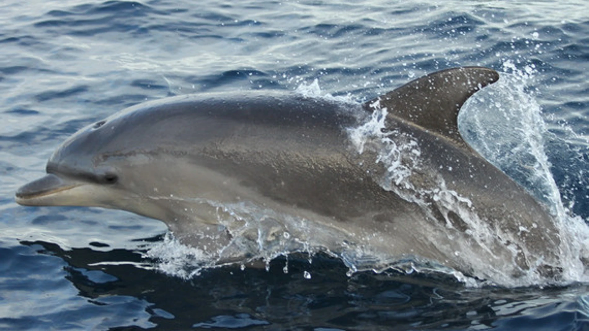 El delfín mular es el que tiene mayores concentraciones de estos contaminantes
