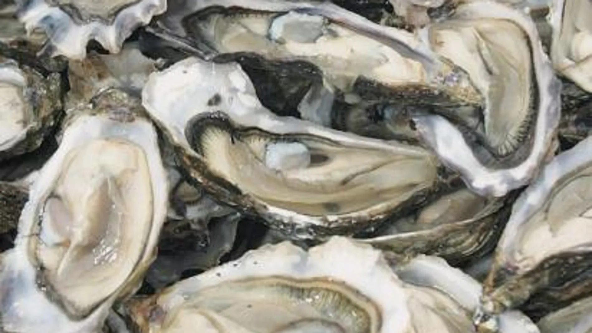 En comparación con otras fuentes alimentarias, las ostras lo contienen en gran cantidad