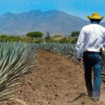 México: tequila a la sombra de un volcán
