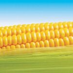 La agricultura transgénica se extiende por los cuatro continentes