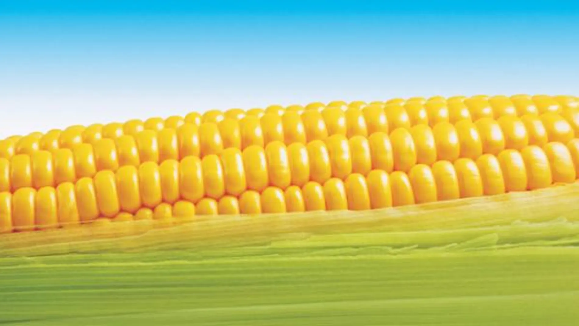 La agricultura transgénica se extiende por los cuatro continentes